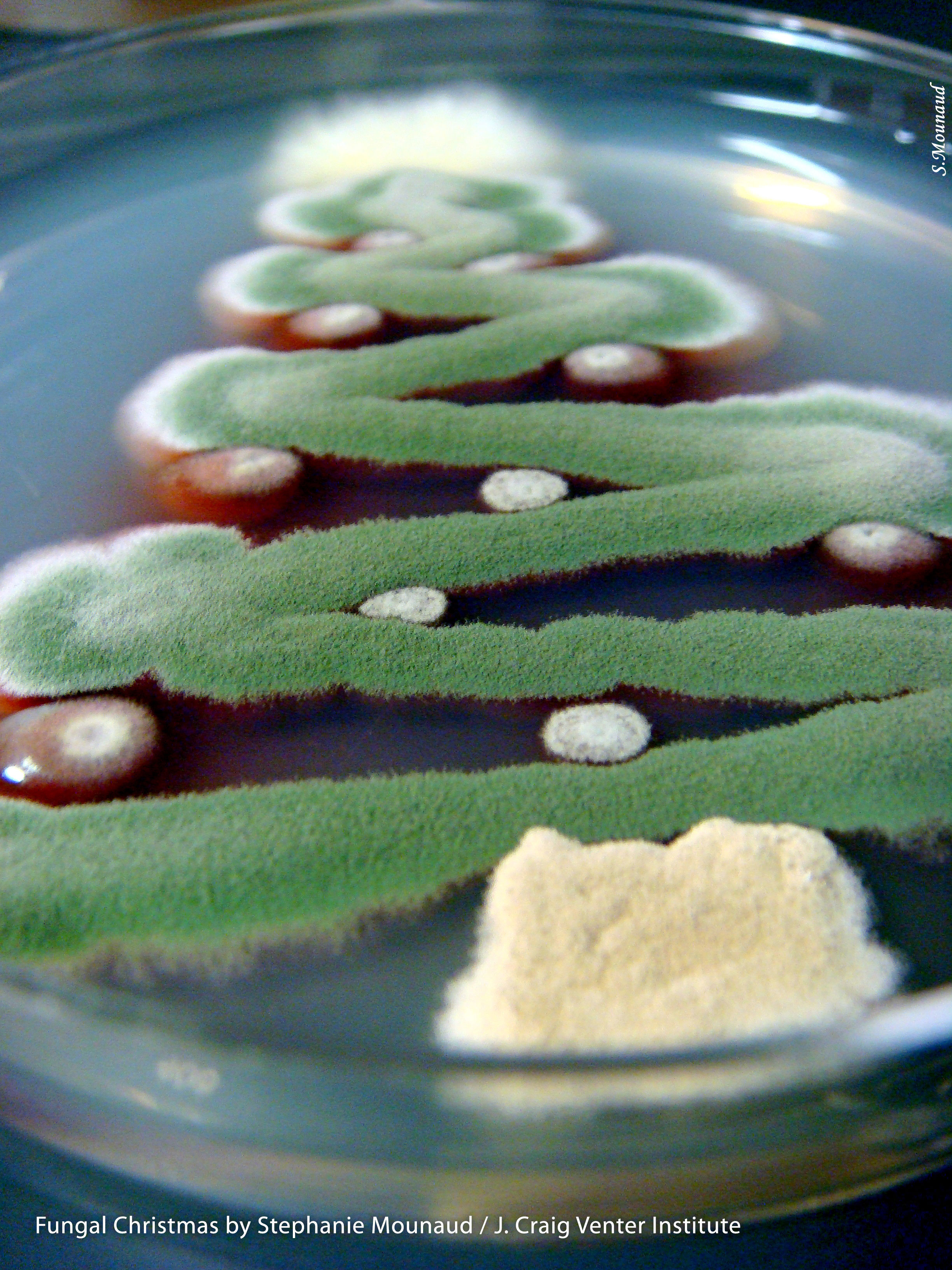 Star: Talaromyces stipitatus; Tree: Aspergillus nidulans Ornaments: Penicillium marneffei; Trunk: Aspergillus terreus. Image Credit: Stephanie Mounaud / J. Craig Venter Institute.