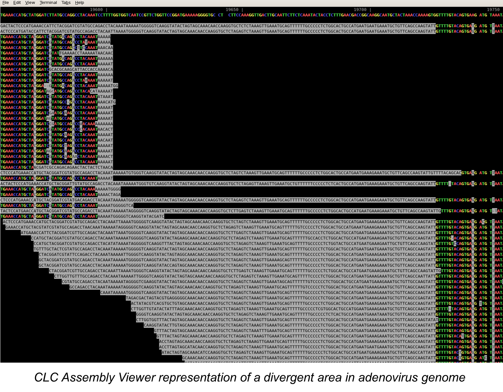 CLC Assembly Viewer Representation