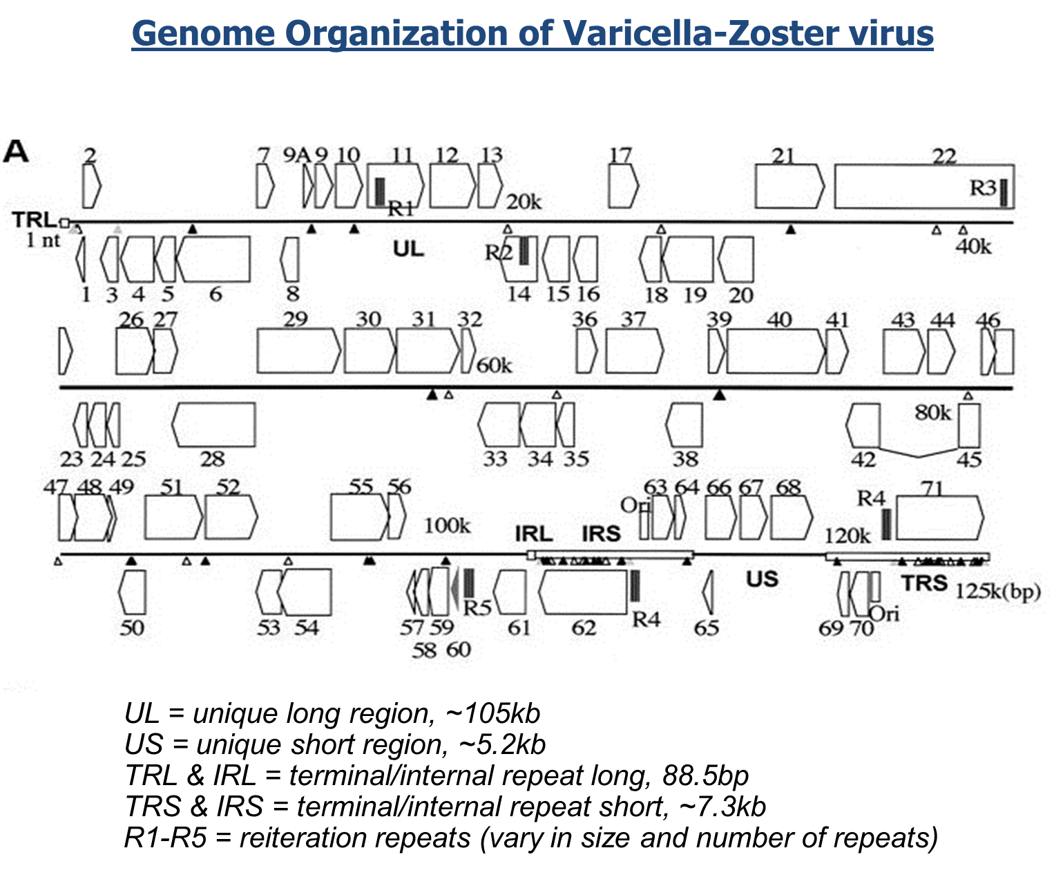 Genome Organization of Varicella-Zoster