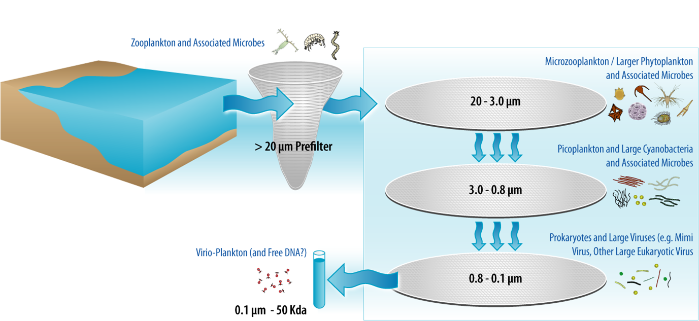 Graphic on how the samples are processed (note the net should be 200um)