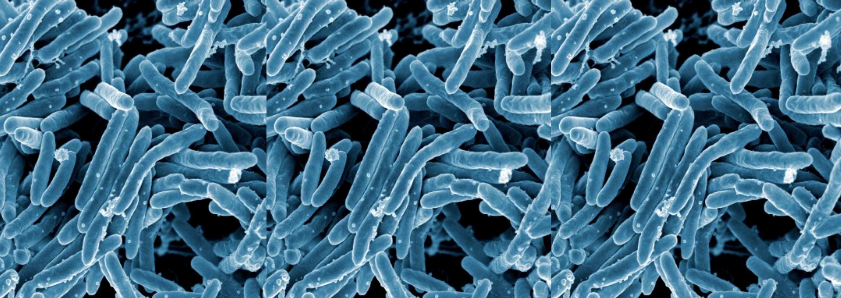 Genomics of Non-Tuberculosis Mycobacteria | J. Craig Venter Institute