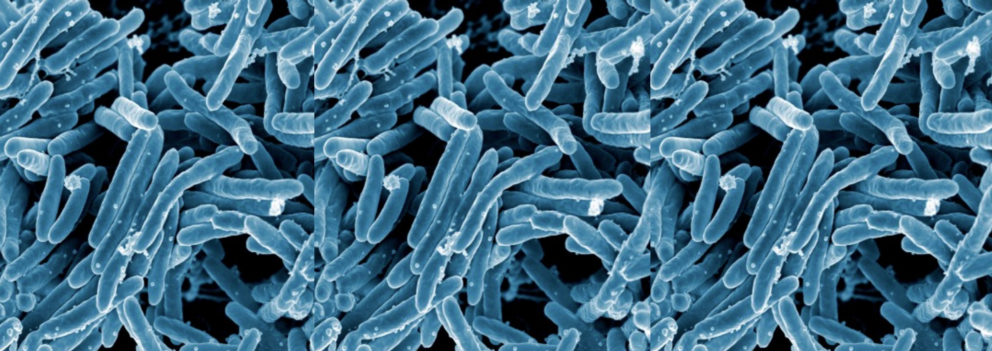 Genomics Of Non Tuberculosis Mycobacteria J Craig Venter Institute