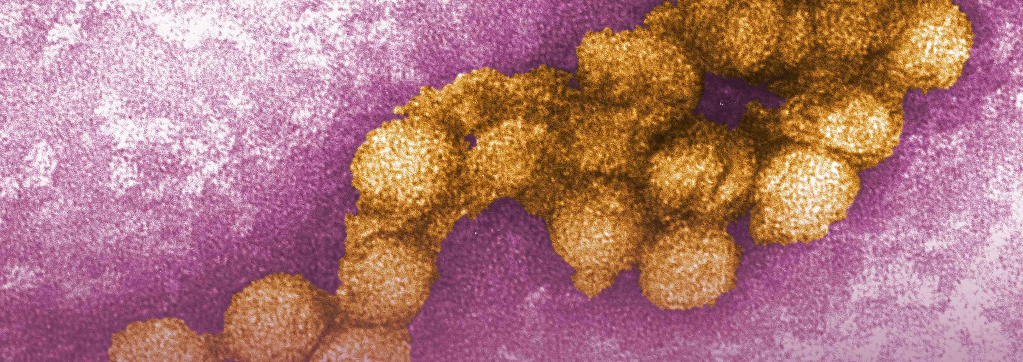 Genomics of West Nile Virus J. Craig Venter Institute